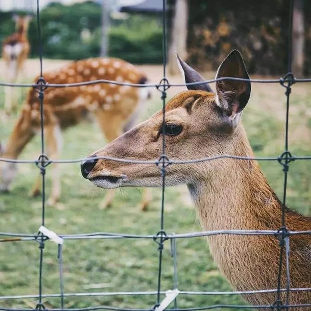 Cheap Price Farm Fencing Stainless Steel Cattle Fence For Sale