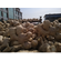 Air dried Ginger
