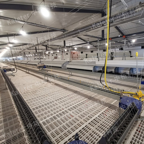 breeder chicken chain feeding system automatic poultry farm equipment
