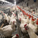 breeder chicken chain feeding system automatic poultry farm equipment