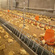 breeder chicken chain feeding system automatic poultry farm equipment