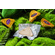 Golden brick goose liver
