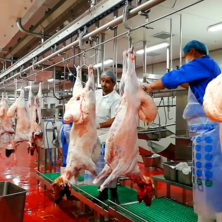 Complete slaughtering line for goats used in goat slaughterhouses