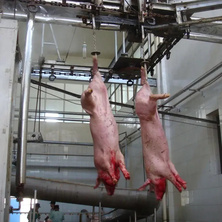 Large scale pig slaughtering assembly line supports customization
