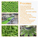 TCA dehidrated fruit & vegetables lettuce cutter machine processing line