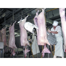 Mechanical pig slaughterhouse slaughter line