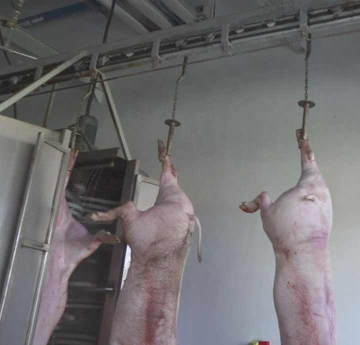 Complete slaughtering equipment, pig slaughterhouse production line