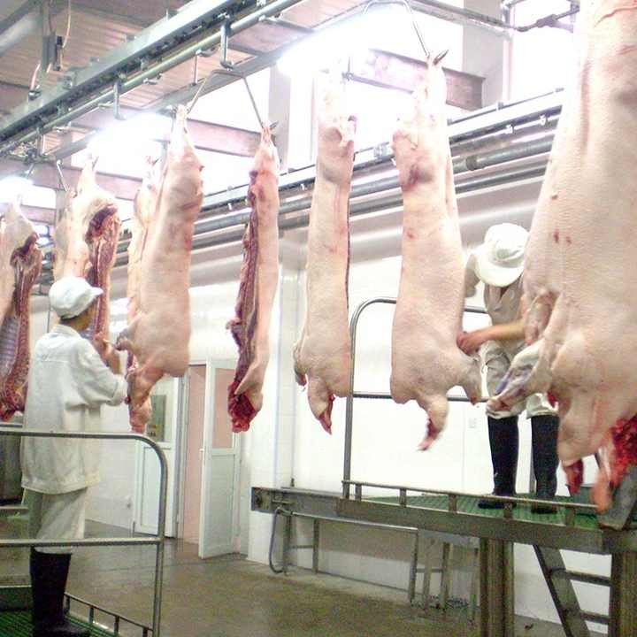 A complete slaughtering production line with pig slaughtering equipment