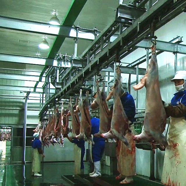 Fully automatic cattle processing and slaughtering assembly line