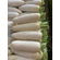 Radish