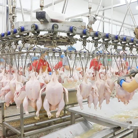 Large and small broiler processing and slaughtering equipment line