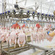 Large and small broiler processing and slaughtering equipment line