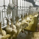 Large and small broiler processing and slaughtering equipment line