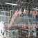 Large and small broiler processing and slaughtering equipment line